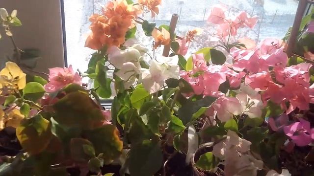 Бугенвиллии микс февраль 2018 смотреть онлайн