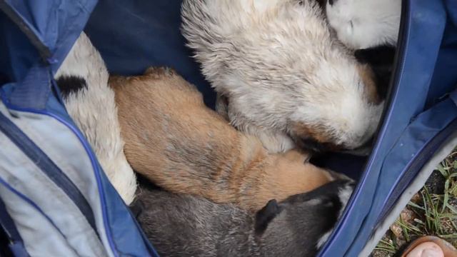 Алабайка щенки Томилинский лесопарк смотреть онлайн