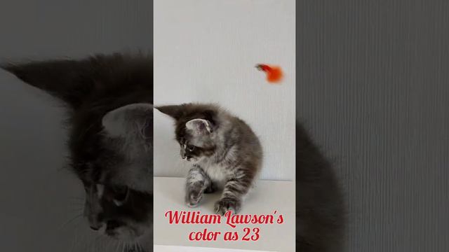 Мейн Кун Aplashkevich's William Lawson's. Мальчик, голубой серебряный тигр. Сын Чемпиона Мира смотреть онлайн
