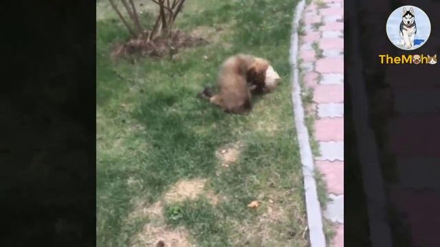 Abandoned On A Dumpster Field, She Sobbed Badly. Tried To Get Home, But Couldn't Move... смотреть онлайн