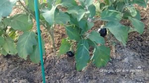 Как уберечь баклажаны от колорадских жуков. Алтайская Чудо -Теплица.mp4
