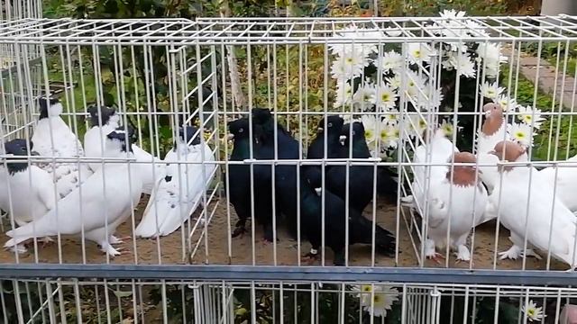 Голуби Геннадия. Отбор голубей на племя! смотреть онлайн