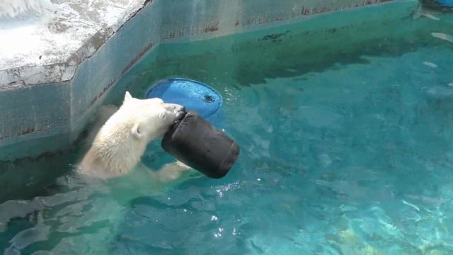シロクマの母娘アオサギと同居？見上げたら巣の中で子育て中💗シロクマの母娘【天王寺動物園】 смотреть онлайн