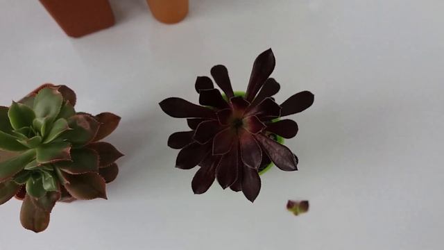 ? Эониумы , формируем крону ✨✨✨ смотреть онлайн