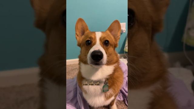 If you have a corgi, you know what I mean!!🤣#corgi#listen#dog смотреть онлайн