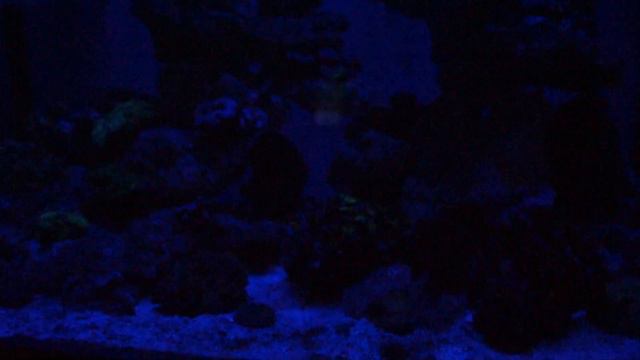 Еж морской ночью. смотреть онлайн