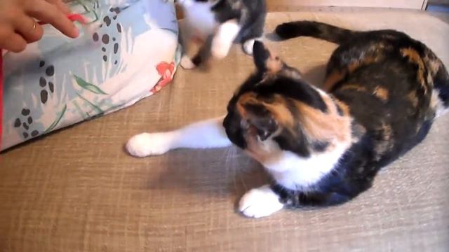 Котёнок Бусенька и мама-кошка Дашенька смотреть онлайн