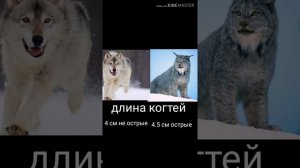 Рысь против Волка . Кто сильнее?