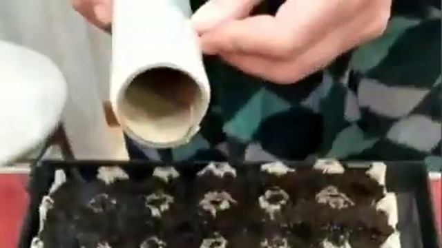 Посадка семян перца сладкого в яичные лотки. смотреть онлайн