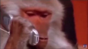 обезьяна разговаривает по телефону (оригинал мема)