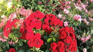 Розы флорибунда. Lavaglut (Лаваглут)