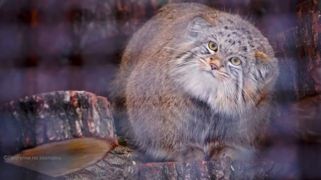Когда манул Шу не спит, он с любопытством изучает местность. Ленинградский зоопарк смотреть онлайн