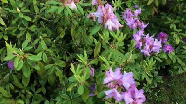 Rhododendron La floraison belle profusion