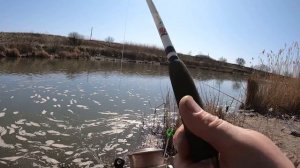 Рыбалка. Крупный карась на донку с кормушкой