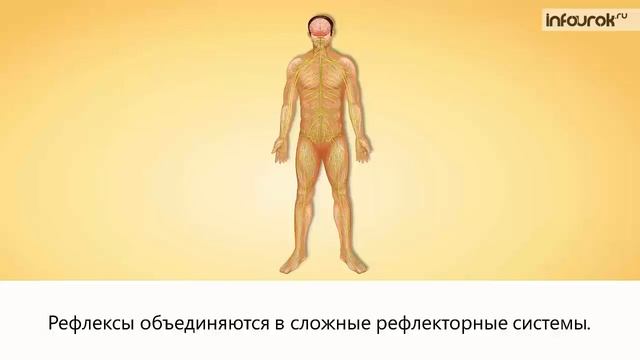 Регуляция процессов жизнедеятельности | Биология 8 класс #9 | Инфоурок смотреть онлайн