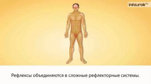 Регуляция процессов жизнедеятельности | Биология 8 класс #9 | Инфоурок