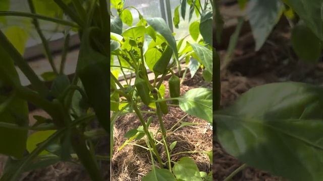 Как развиваются томаты, гномы, огурцы, перцы и баклажаны в теплице. 10 июня 2023 г., Подмосковье смотреть онлайн