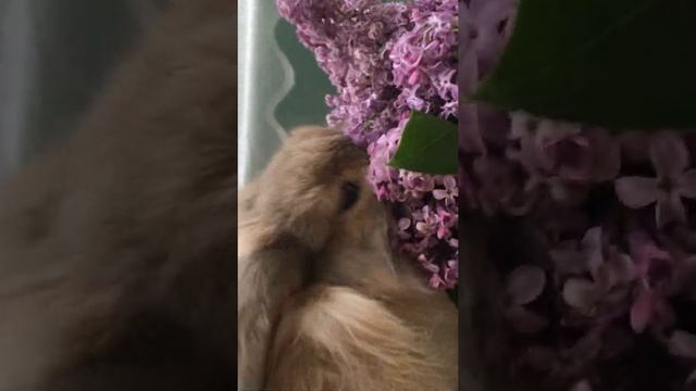 Кролик ест сирень. смотреть онлайн