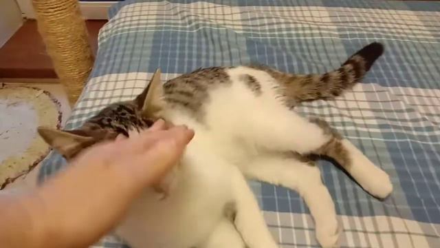 Непоглаженный котик просит ласки