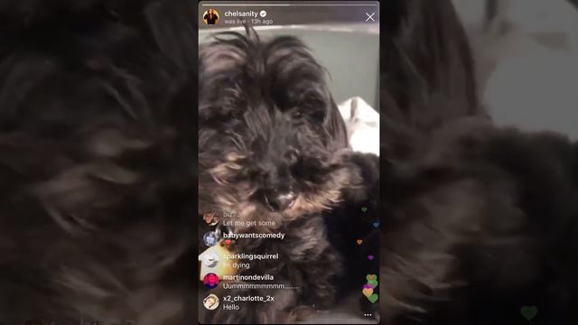 Chelsea Peretti - Dog Opera смотреть онлайн