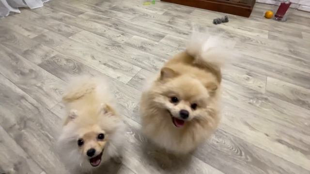 Изучение команд померанец шпиц #funnyvideos #популярное смотреть онлайн
