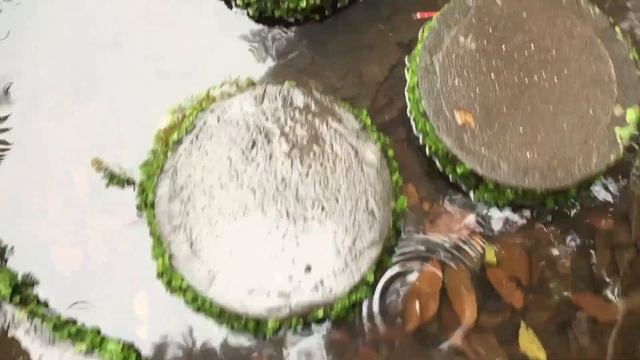 о.Мадейра, Португалия смотреть онлайн