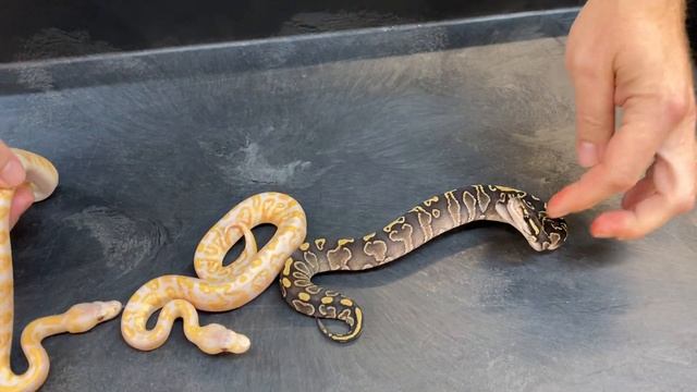 2020 Baby Ball Pythons! Clowns, Pieds, Lavenders, and Albinos! смотреть онлайн