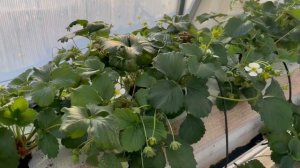 Выращивание клубники по малообъёмной технологии. Обзор на 06.01.2023г.