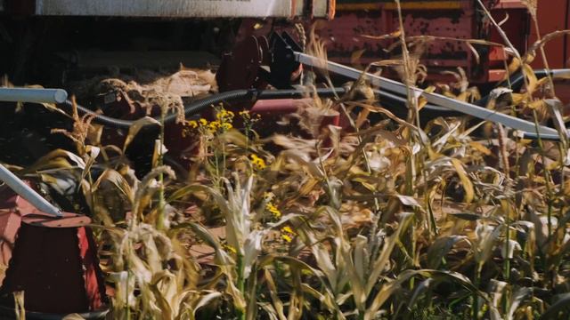 Почему хозяйства выбирают F 1300? смотреть онлайн