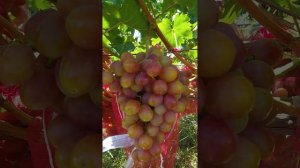 Виноград Красная планета