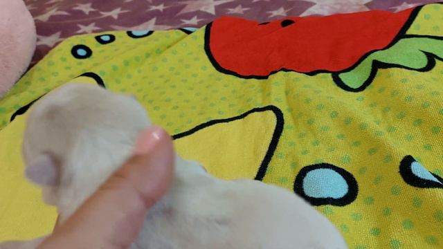 7 дней щенкам чихуахуа Сократ и Аляска,дети Мажора и Жасмин, питомник чихуахуа Кастропуло Крым смотреть онлайн