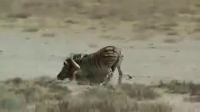 Зебра выстояла против львицы смотреть онлайн