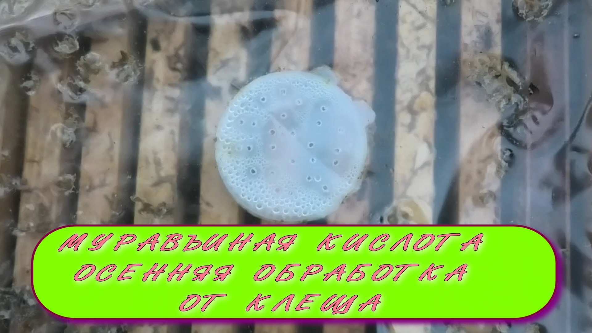 ДВОЙНОЙ УДАР ПО КЛЕЩУ ВАРРОА..mp4 смотреть онлайн