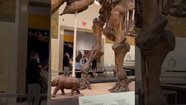 Американский музей естественной истории Нью-Йорк смотреть онлайн