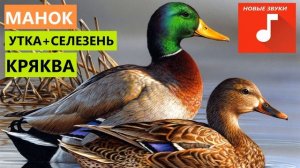 ?ЗВУК ГОЛОС УТКА КРЯКВА ОСЕНЬ