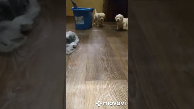 Лабрадорчики вышли на охоту смотреть онлайн