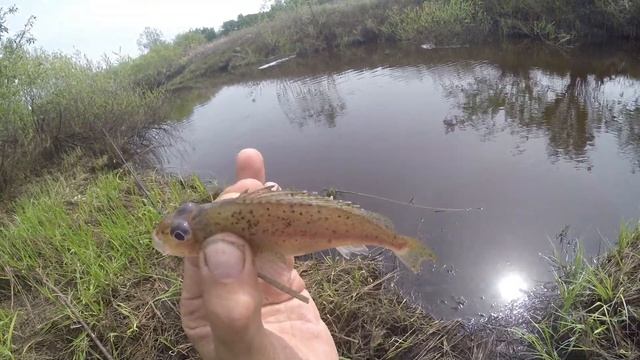 Рыба окунь рыба ёрш рыба плотва и густера, видео rybachil.ru смотреть онлайн