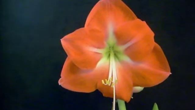 Amaryllis Bulb Hippeastrum Monaco смотреть онлайн