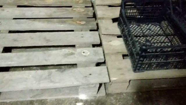 ВИНОГРАД КОТОРЫЙ РЕАЛЬНО ХРАНИТЬСЯ ДО ВЕСНЫ !!! 2020. смотреть онлайн