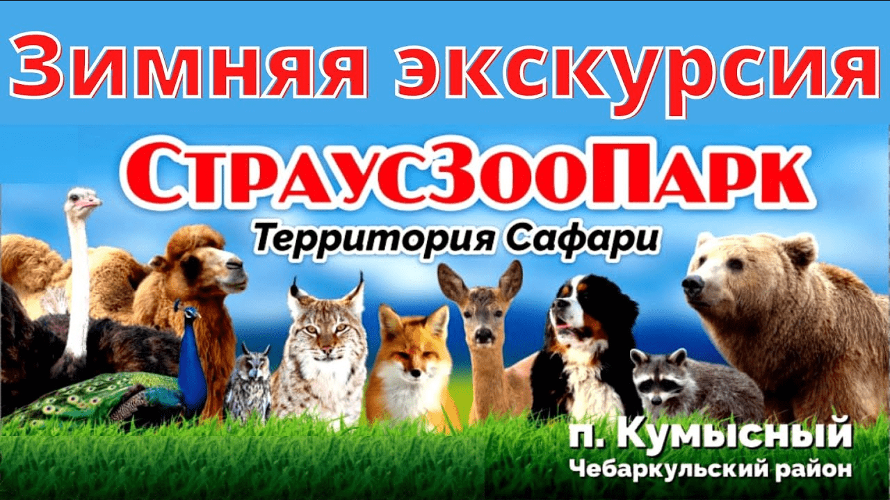 Страус зоопарк. Страусиная ферма /Чебаркульский район, посёлок Кумысный/ смотреть онлайн