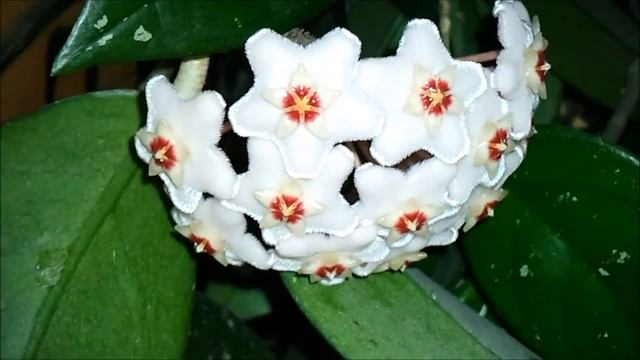 HOJA (Hoja carnosa, Hoja bella) смотреть онлайн