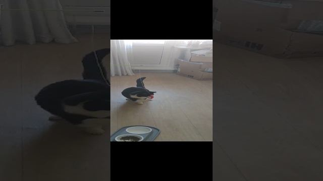 Кот Васька играет во Владимире смотреть онлайн