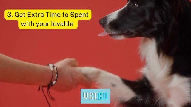 Why To Shop From The Online Pet Shop? смотреть онлайн