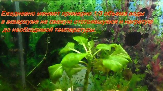 Аквариум с мальками рыбок гуппи-Уход и содержание