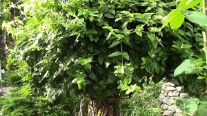 Жимолость каприфоль.  Как сформировать жимолость каприфоль на дачном участке ?!