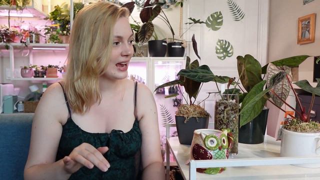 Growth Updates On Some Of My Favourite Anthurium