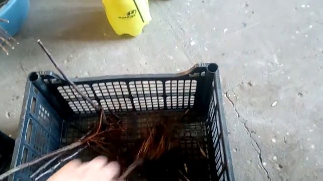 Результат зимової прививки. смотреть онлайн
