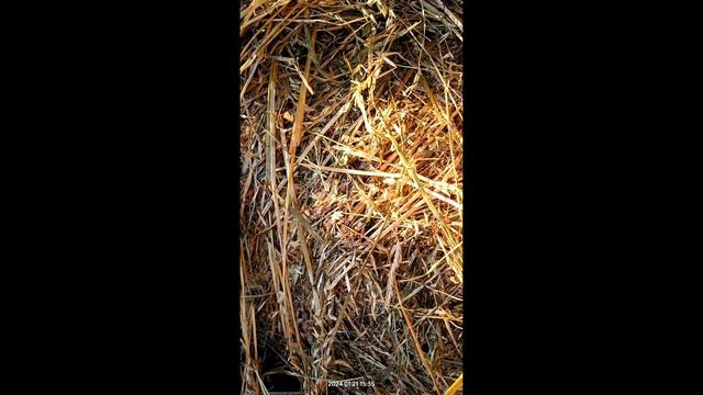 Лучше сена смотреть онлайн