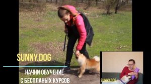 две собаки дома как подружить? как выстроить отношения? правила жизни с двумя собаками