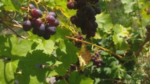 Виноград сорт аметист столовий ексклюзив